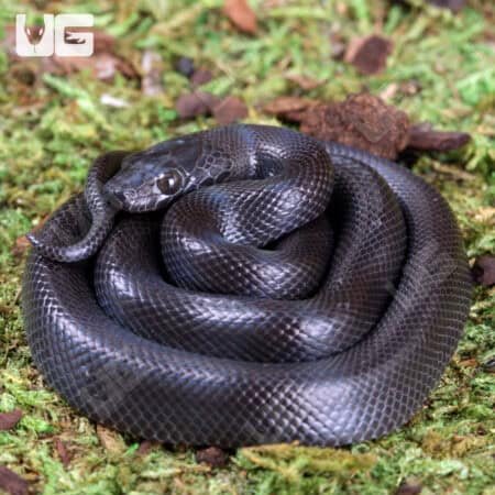 Baby African House Snakes For Sale - Underground Reptiles