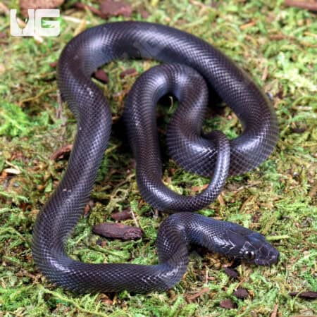 Baby African House Snakes For Sale - Underground Reptiles
