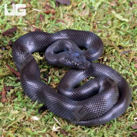 Baby African House Snakes For Sale - Underground Reptiles