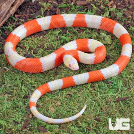 Baby Albino Honduran Milksnake for sale - Underground Reptiles