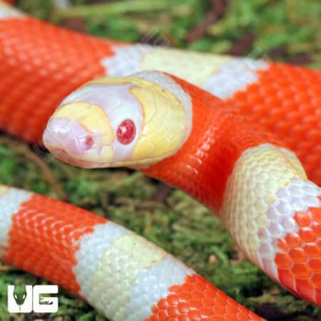 Baby Albino Honduran Milksnake for sale - Underground Reptiles
