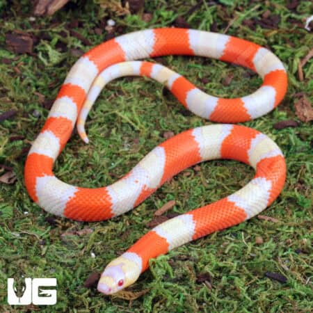 Baby Albino Honduran Milksnake for sale - Underground Reptiles