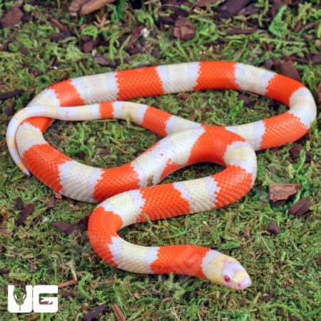 Baby Albino Honduran Milksnake for sale - Underground Reptiles