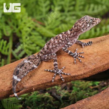 Baby Australian Leaf-Tailed Geckos (Phyllurus platurus) For Sale - Underground Reptiles