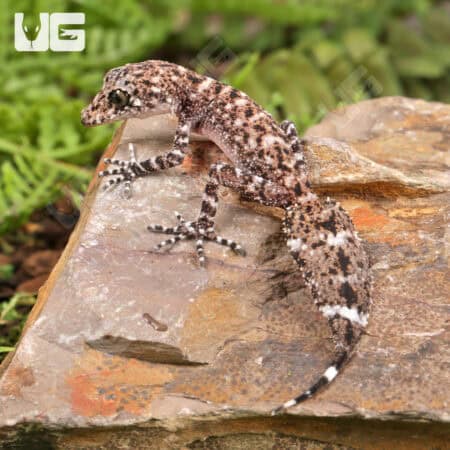 Baby Australian Leaf-Tailed Geckos (Phyllurus platurus) For Sale - Underground Reptiles