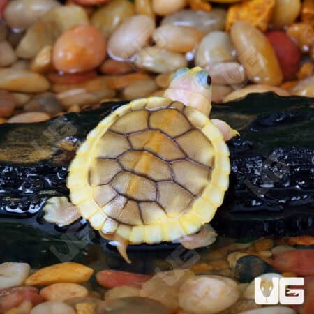 Baby Caramel Pink Red Ear Slider Turtle for Sale - Underground Reptiles