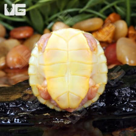 Baby Caramel Pink Red Ear Slider Turtle for Sale - Underground Reptiles