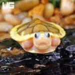 Baby Caramel Pink Red Ear Slider Turtle for Sale - Underground Reptiles