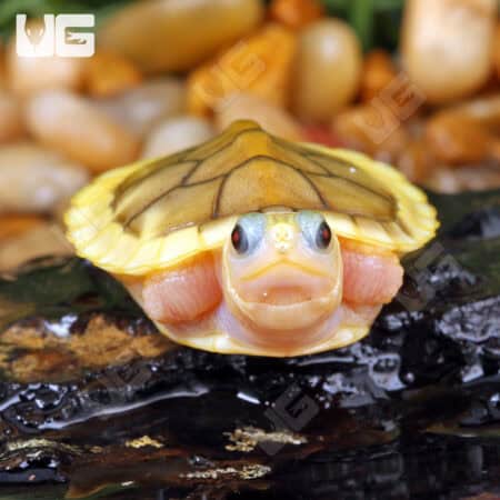 Baby Caramel Pink Red Ear Slider Turtle for Sale - Underground Reptiles