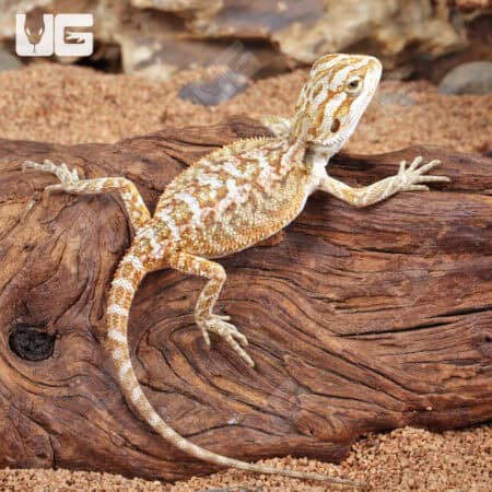 Baby Citrus Bearded Dragon - Underground Reptiles