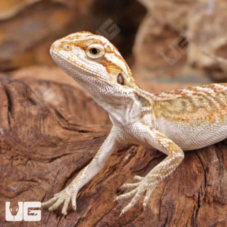 Baby Citrus Bearded Dragon - Underground Reptiles