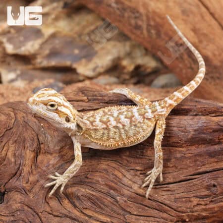 Baby Citrus Bearded Dragon - Underground Reptiles