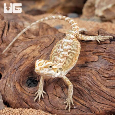 Baby Citrus Bearded Dragon - Underground Reptiles