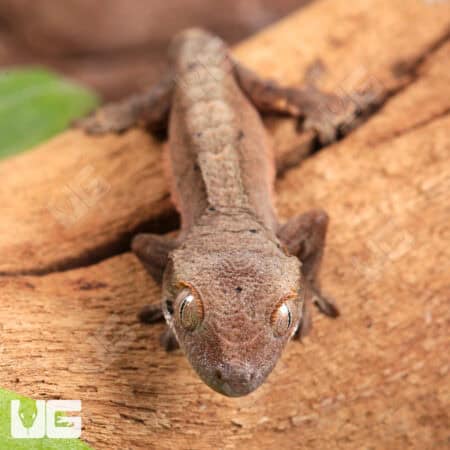 Baby Dalmatian Cappuccino Crested Gecko For Sale - Underground Reptiles