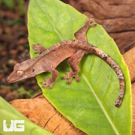 Baby Dalmatian Cappuccino Crested Gecko For Sale - Underground Reptiles