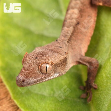 Baby Dalmatian Cappuccino Crested Gecko For Sale - Underground Reptiles