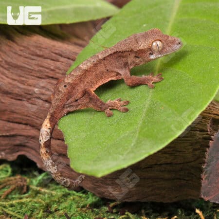 Baby Dalmatian Cappuccino Crested Gecko For Sale - Underground Reptiles