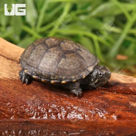 Baby Eastern Mud Turtles For Sale - Underground Reptiles