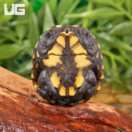 Baby Eastern Mud Turtles For Sale - Underground Reptiles