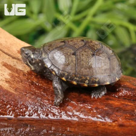 Baby Eastern Mud Turtles For Sale - Underground Reptiles