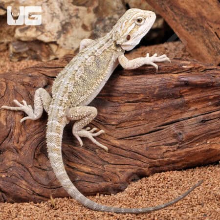 Baby Hypo Citrus Bearded Dragon (Pogona vitticeps) For Sale - Underground Reptiles
