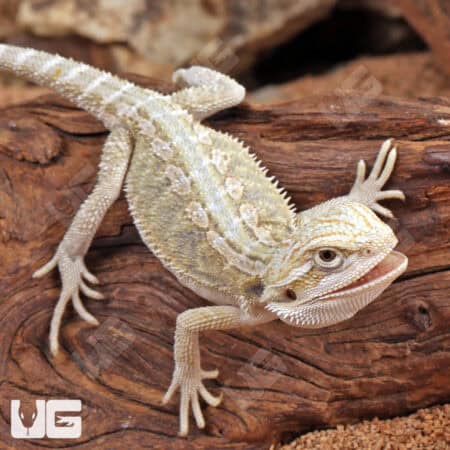 Baby Hypo Citrus Bearded Dragon (Pogona vitticeps) For Sale - Underground Reptiles