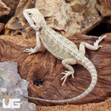 Baby Hypo Citrus Bearded Dragon (Pogona vitticeps) For Sale - Underground Reptiles