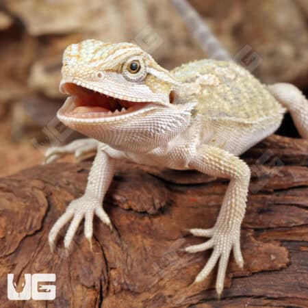 Baby Hypo Citrus Bearded Dragon (Pogona vitticeps) For Sale - Underground Reptiles