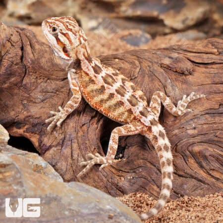 Baby Inferno Bearded Dragons - For Sale Underground Reptiles