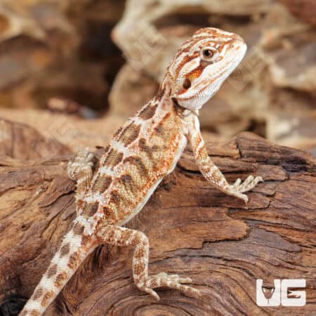 Baby Inferno Bearded Dragons - For Sale Underground Reptiles