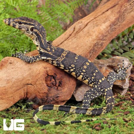 Baby Asian Water Monitors For Sale - Underground Reptiles