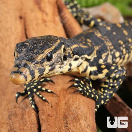 Baby Asian Water Monitors For Sale - Underground Reptiles