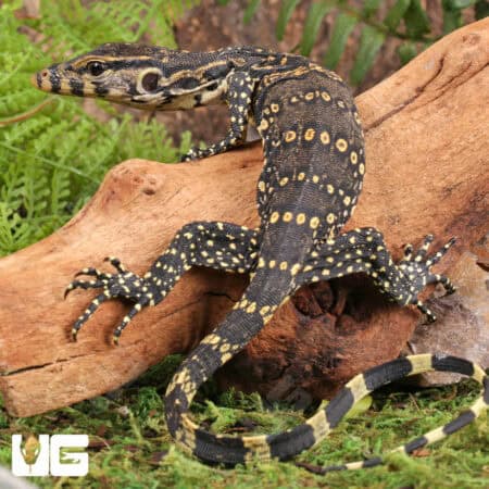 Baby Asian Water Monitors For Sale - Underground Reptiles