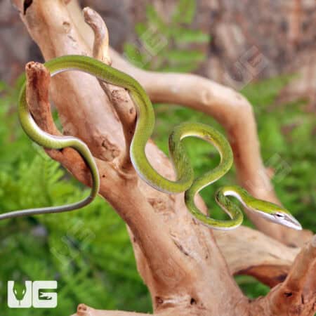 Malaysian Vine Snakes For Sale - Underground Reptiles