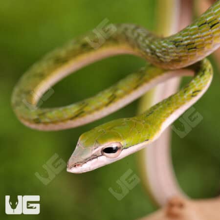 Malaysian Vine Snakes For Sale - Underground Reptiles