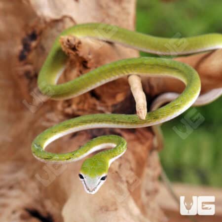 Malaysian Vine Snakes For Sale - Underground Reptiles