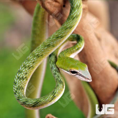 Malaysian Vine Snakes For Sale - Underground Reptiles