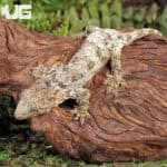 Baby Nu Ana x Nu Ami x Pine Island Leachianus Geckos For Sale - Underground Reptiles