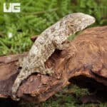 Baby Nu Ana x Nu Ami x Pine Island Leachianus Geckos For Sale - Underground Reptiles