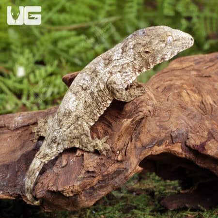 Baby Nu Ana x Nu Ami x Pine Island Leachianus Geckos For Sale - Underground Reptiles