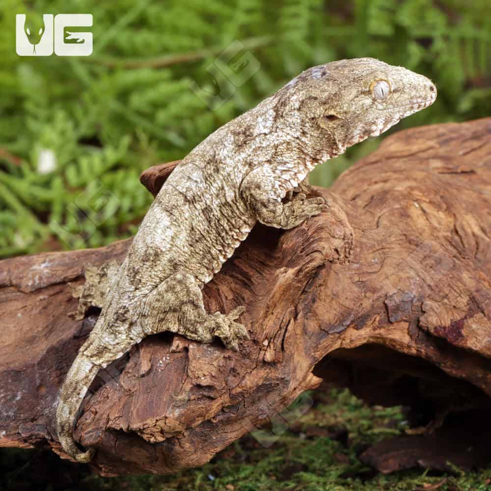 Baby Nu Ana x Nu Ami x Pine Island Leachianus Geckos For Sale - Underground Reptiles