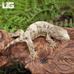 Baby Nu Ana x Nu Ami x Pine Island Leachianus Geckos For Sale - Underground Reptiles