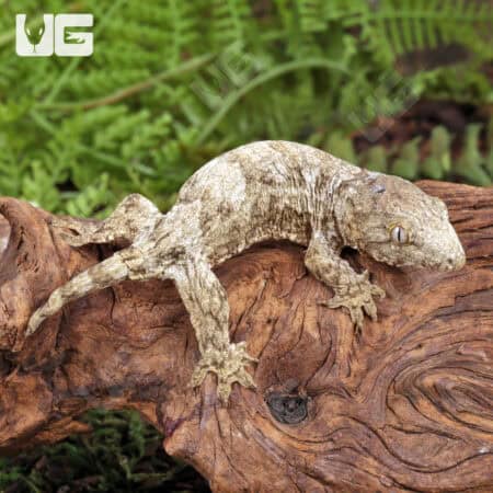 Baby Nu Ana x Nu Ami x Pine Island Leachianus Geckos For Sale - Underground Reptiles