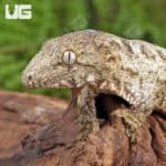 Baby Nu Ana x Nu Ami x Pine Island Leachianus Geckos For Sale - Underground Reptiles