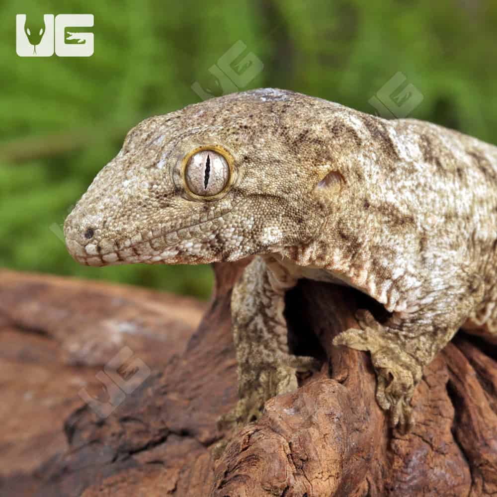 Baby Nu Ana x Nu Ami x Pine Island Leachianus Geckos For Sale - Underground Reptiles