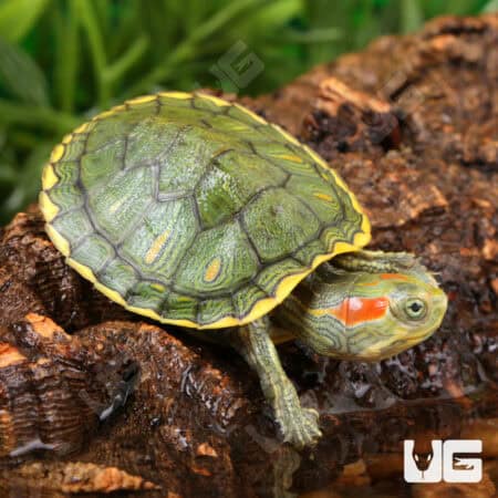 Baby Pastel Red Ear Slider Turtle For Sale - Underground Reptiles