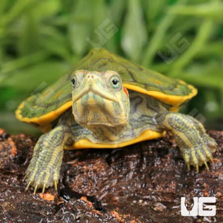 Baby Pastel Red Ear Slider Turtle For Sale - Underground Reptiles
