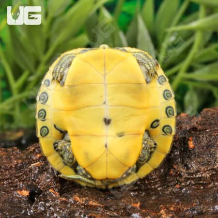Baby Pastel Red Ear Slider Turtle For Sale - Underground Reptiles