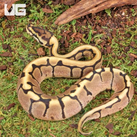 Baby Spider Ball Python For Sale - Underground Reptiles