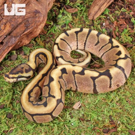 Baby Spider Ball Python For Sale - Underground Reptiles